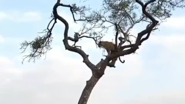 This monkey managed to wine survive for the fittest game against the hungry Leopard