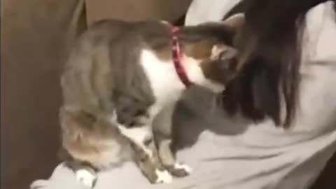 funny cats - cute and funny cat