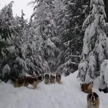 Snow dogs that are used for rescue
