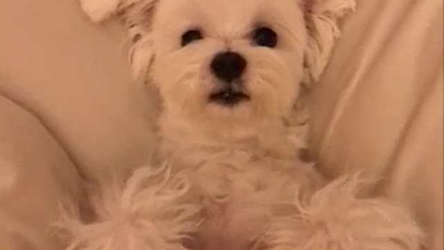 Puppy sleeping in bed Relax Time