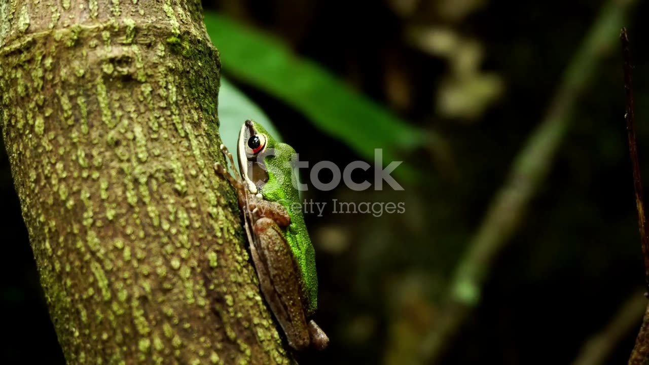 Living Rainbows: The Incredible World of Amphibians