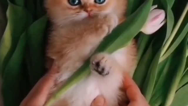 Cute Cat