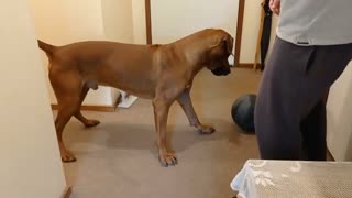 Medicine Ball Soccer With Dog & Side Eye