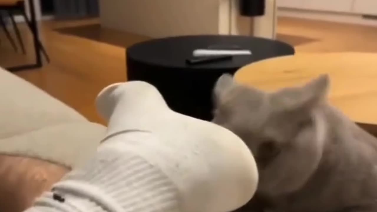 Cat sniffing owners socks