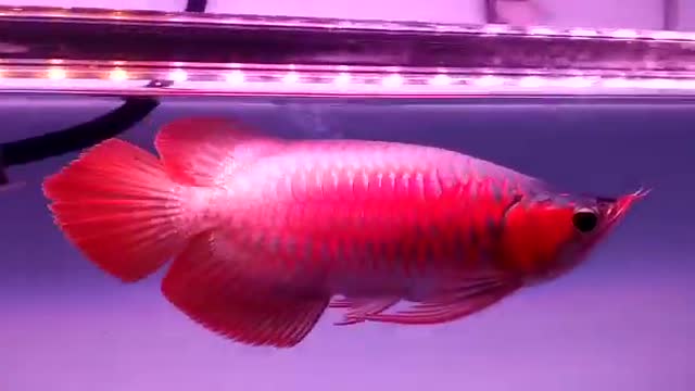 The most expensive fish in southeast asia super red arowana