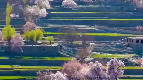 Away from the hustle and bustle of the city, the scene in Peach Blossom mountain village is familiar