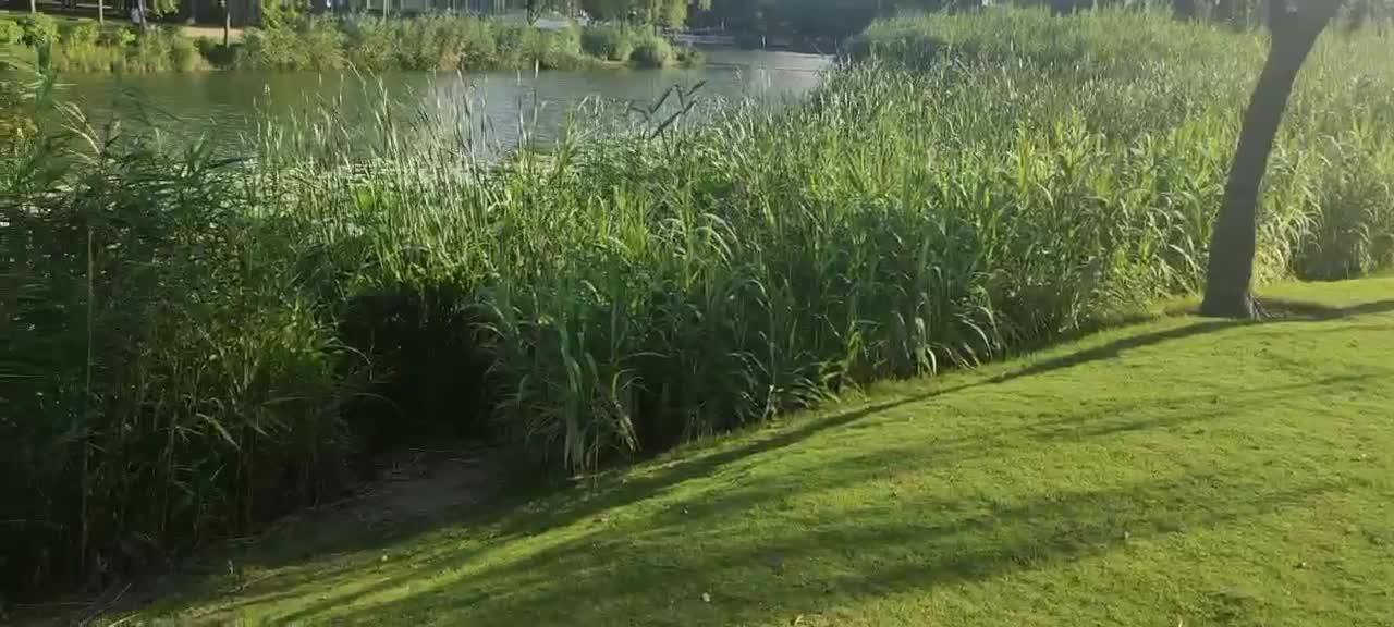 Reed lotus lake beautiful scenery is refreshing