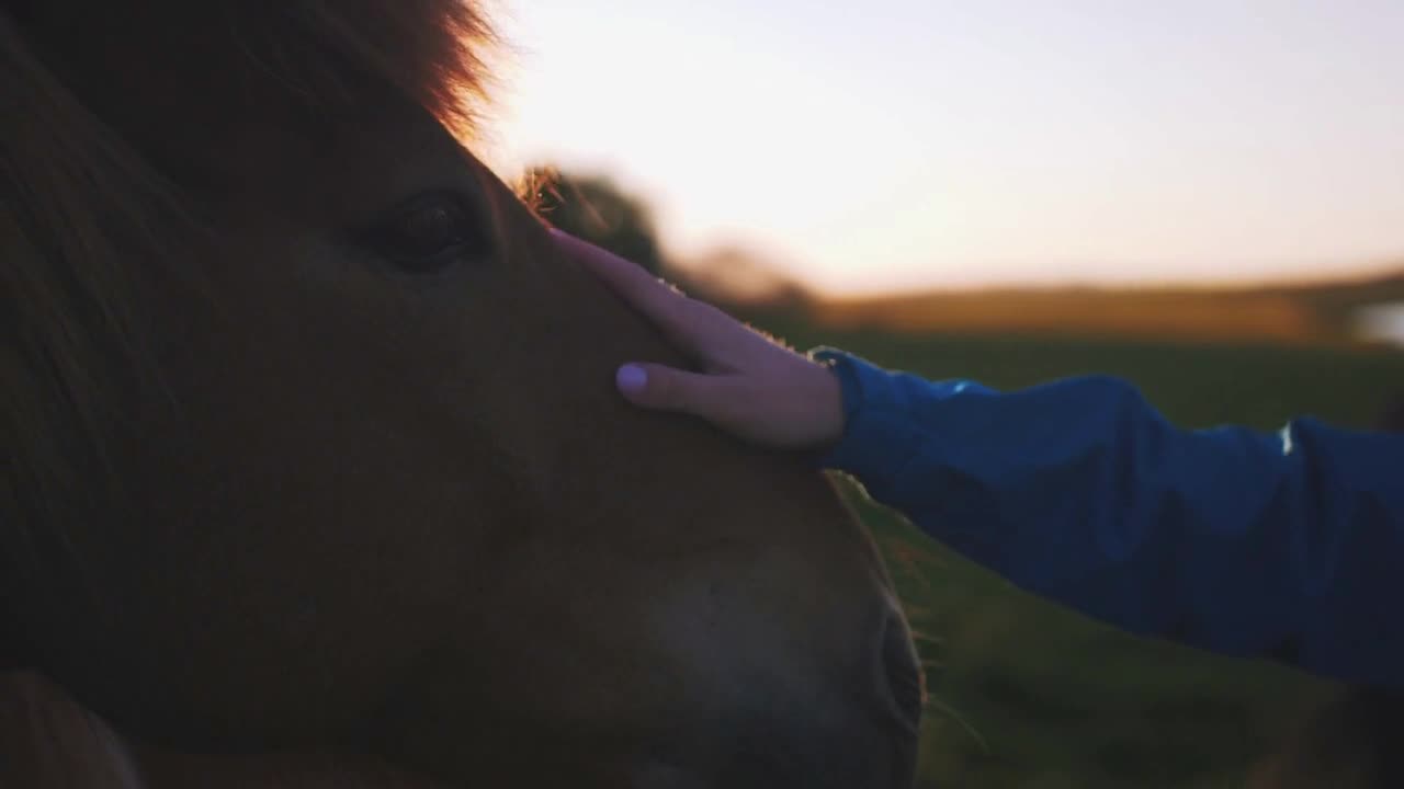 Close up shot of young woman stroking a horse in Iceland in sun light