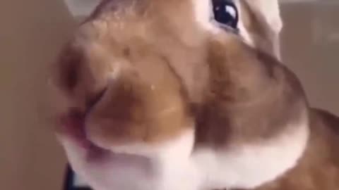 Watching the rabbit eat up close, the tongue is so cute.