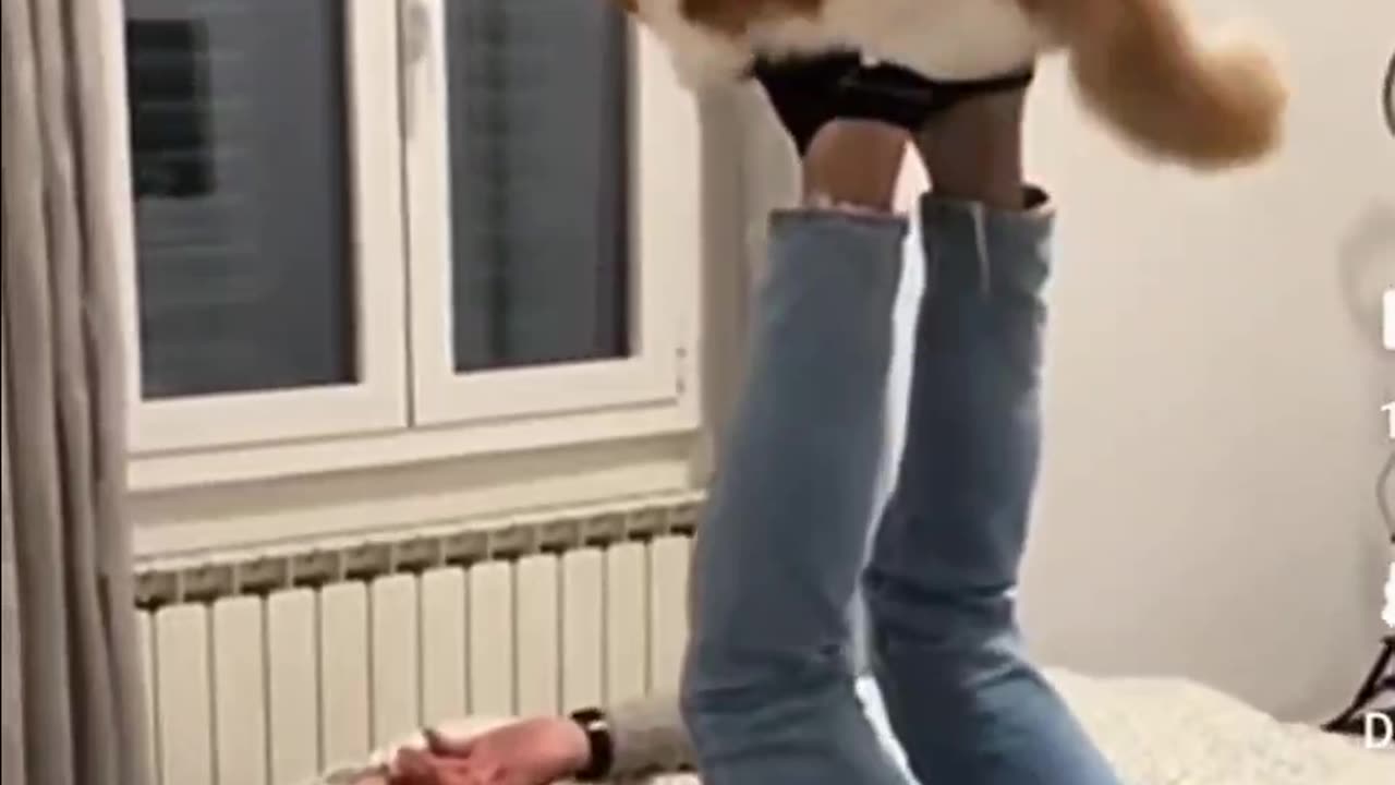 Very Funny Cat Video