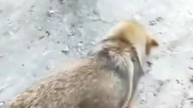 Cute Dog Doing Funny Tricks