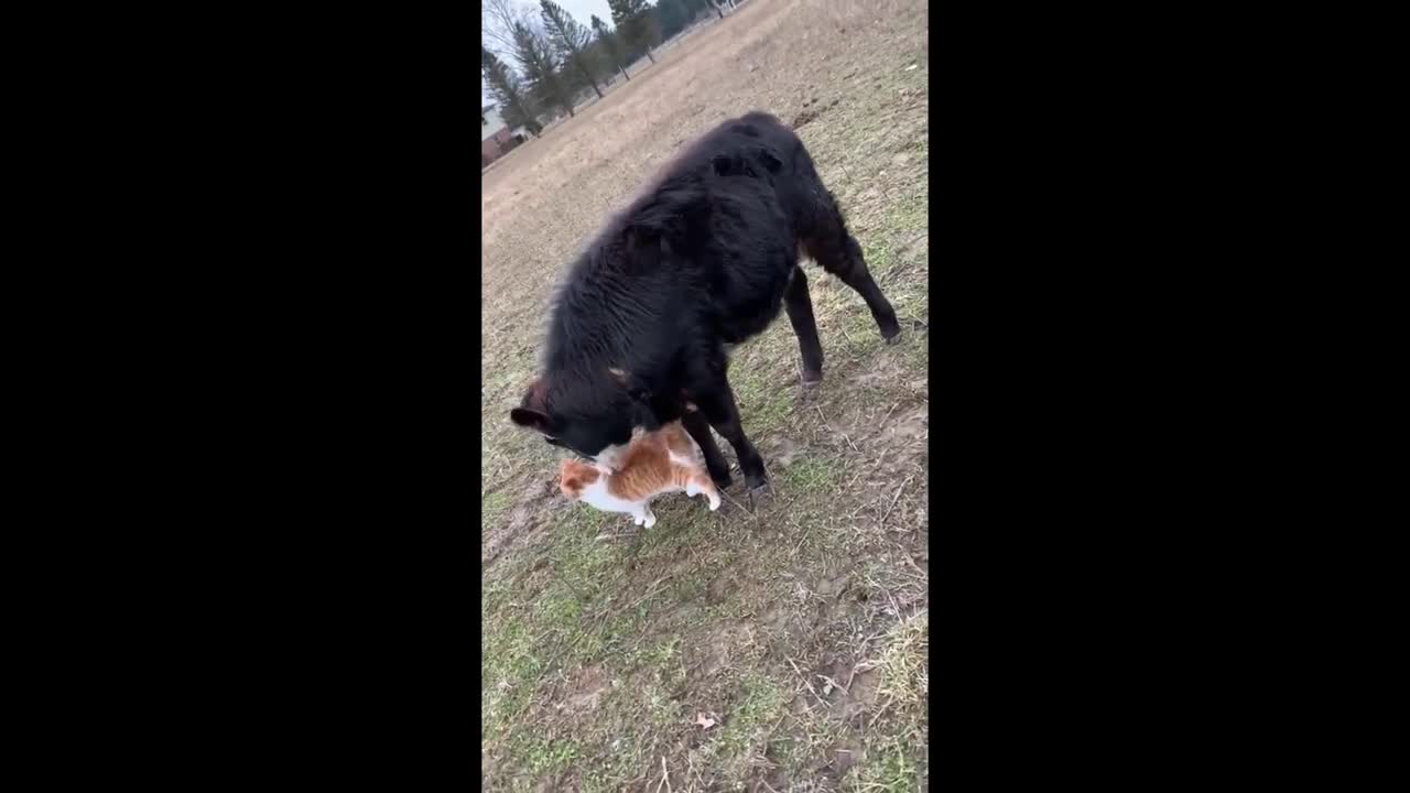 Cow and cat unbreakable friendship