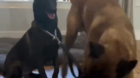 Dogs Pack Backpack For Walk