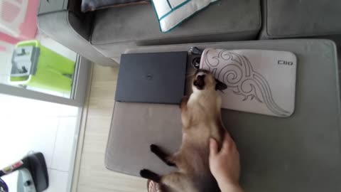My cat loves affection on her back. Very cute!