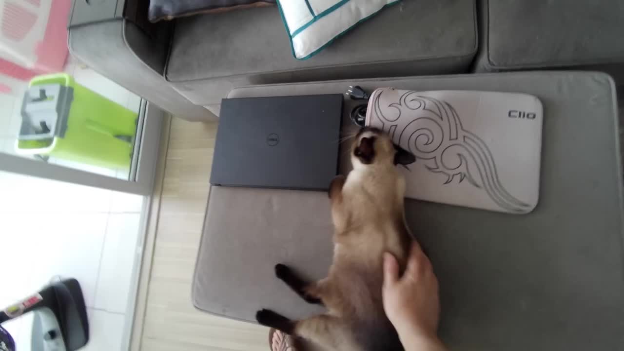 My cat loves affection on her back. Very cute!