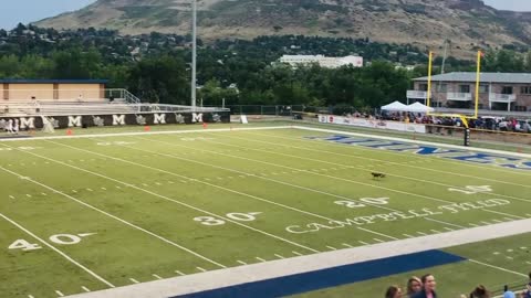 Frisbee dog gets 70 yard catch