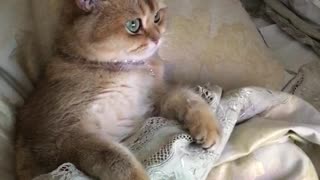 Cartoon Loving Kitten