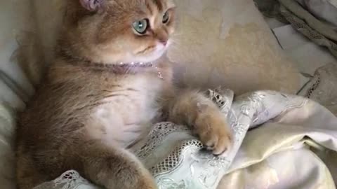 Cartoon Loving Kitten