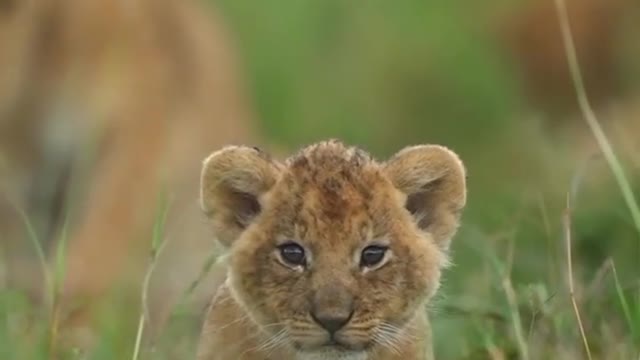 Cute baby animals 🦁 🐘🦒 🦏