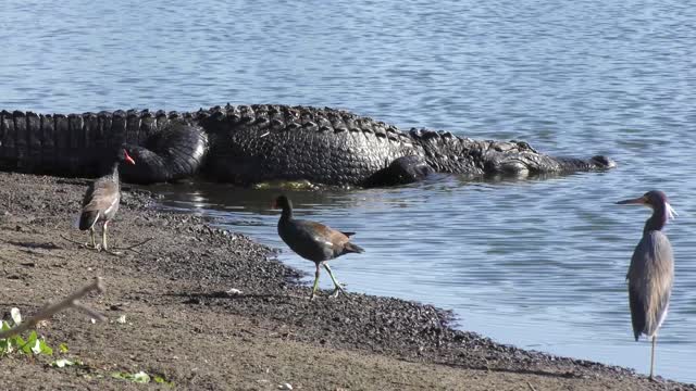 Alligator walks to the pond