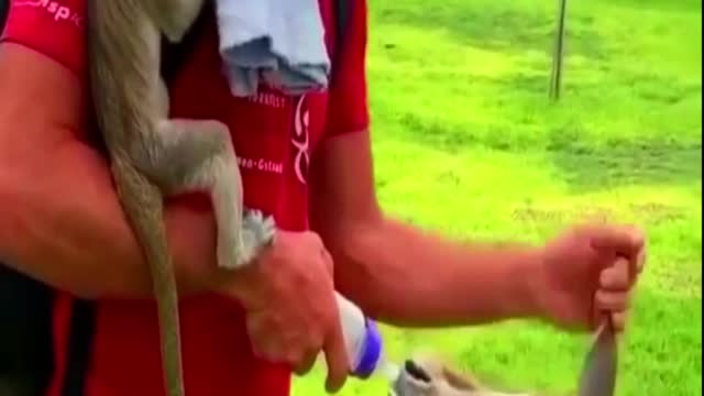 baby deer drink milk bottle feed