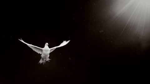 Dove of hope. Black and white. Front view