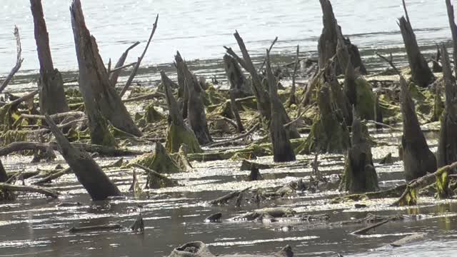 360-3 Toussaint Wildlife - Oak Harbor Ohio - Next Video Of Killdeer And Sandpiper