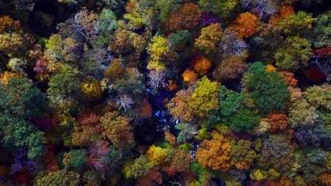 drone video of forest