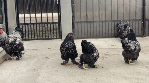 Brahma silver laced chicks breeds