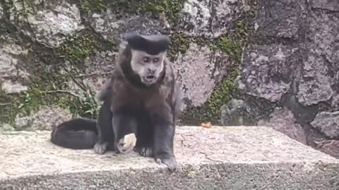 Macaco Crazy gangster