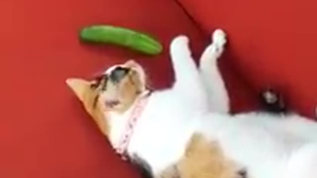 surprise! The cat is not afraid cucumber