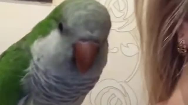 Amazing Parrot Video