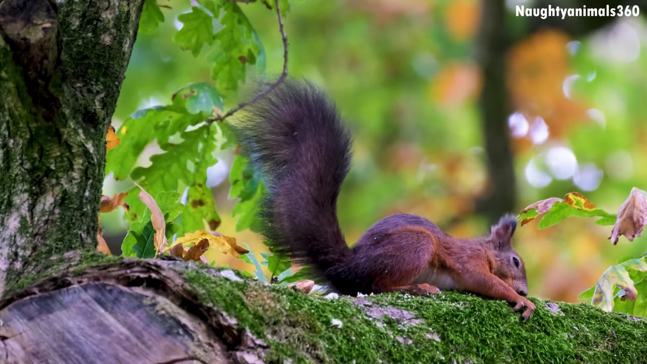 The mischievous squirrel