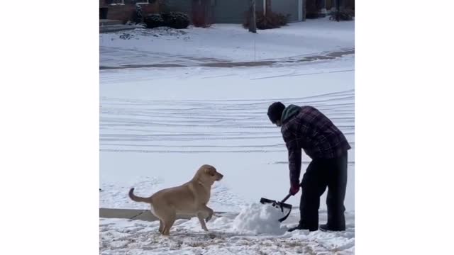 Веселая собака