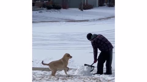 Веселая собака