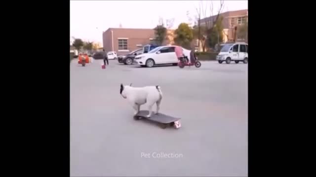 amazing and funny pet videos