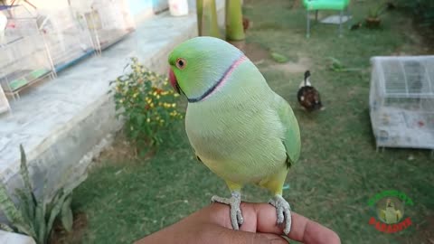 Super Cute Parrot Sounds green Parrot 2021