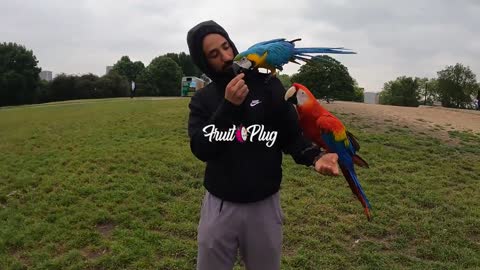 Two parrots with two brothers
