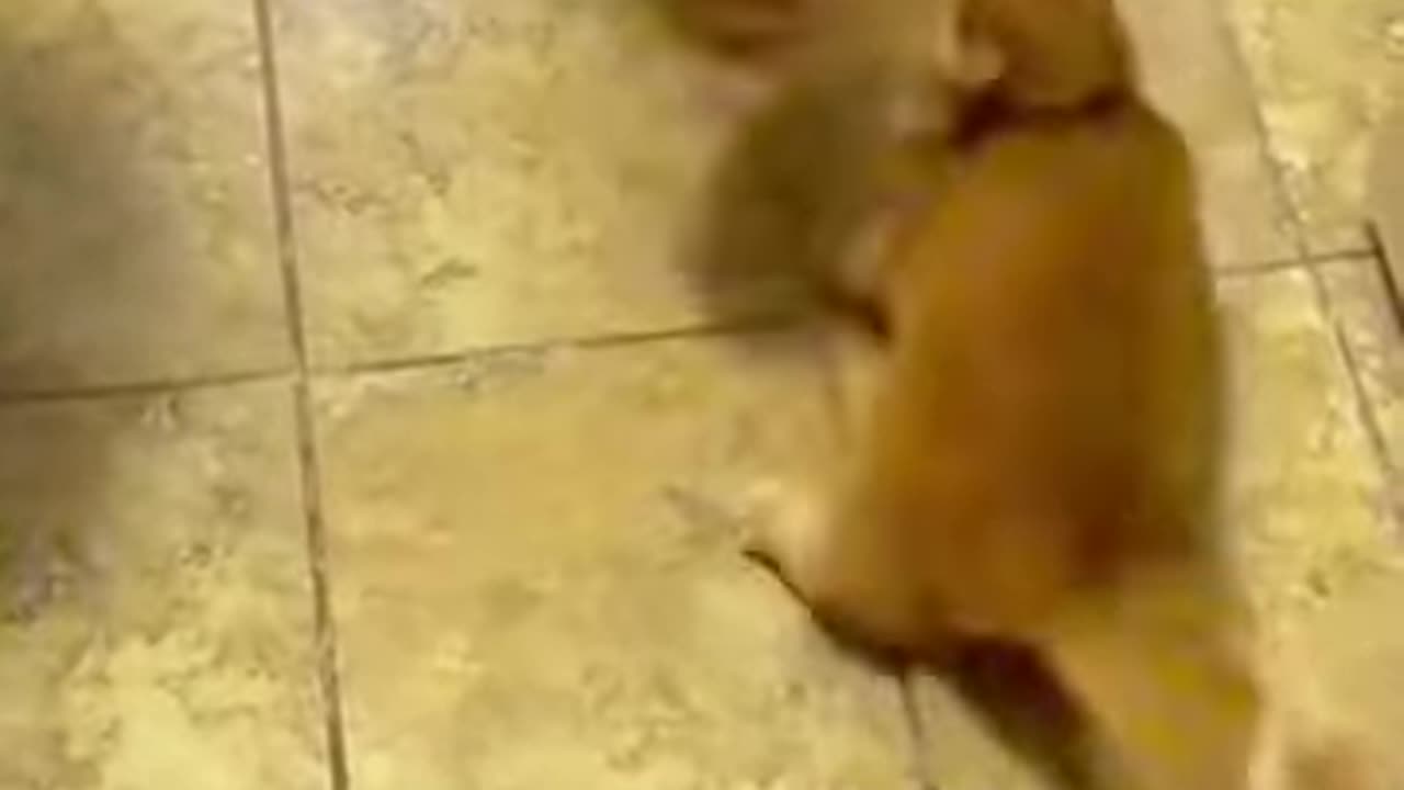 Cat lover