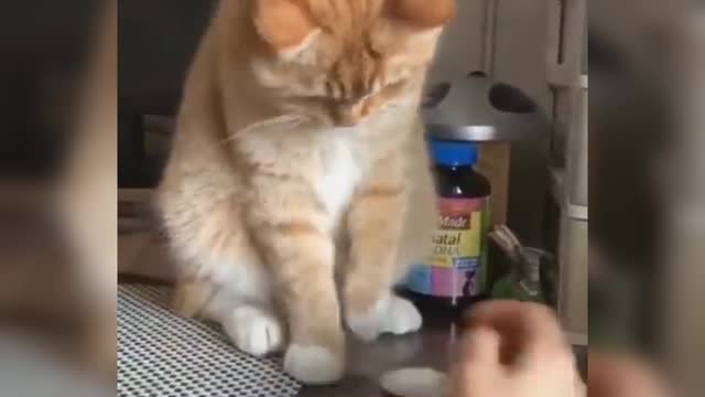 Cute ☺️ beautiful 🥰 cat shortvideo..