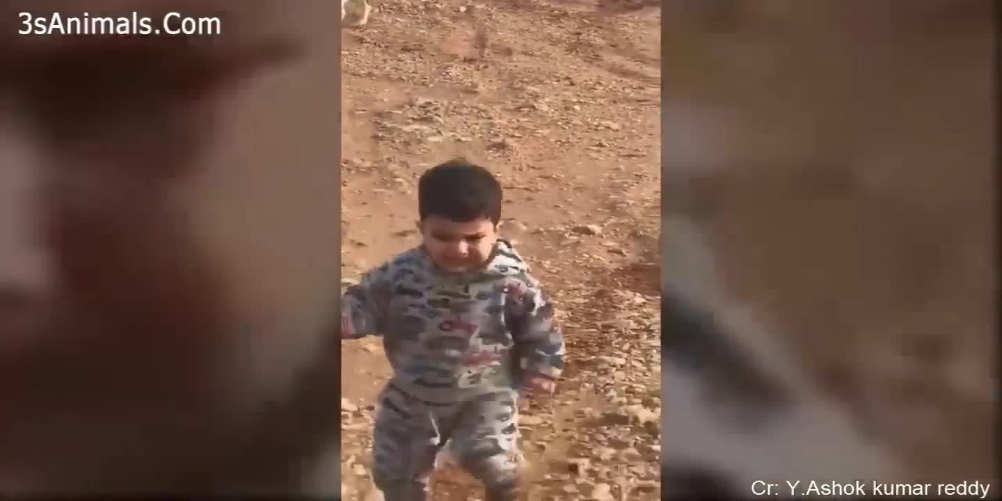 funny video dogs and kids funny video