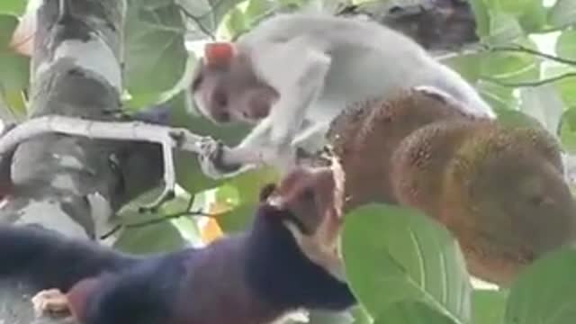 Monkey vs Squirrel ! The Jackfruit Battle!