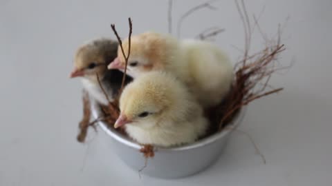 Cute baby chicks 🐥