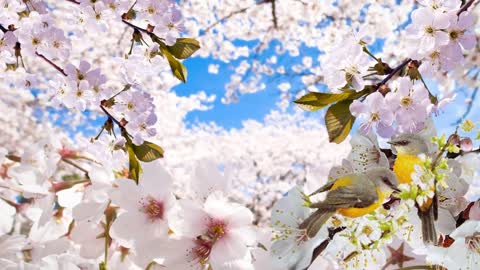 Peach blossom and bird