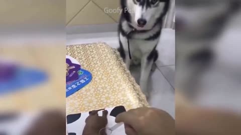 Funny Dog Cake Reaction 3 Compilation Pets Kingdom
