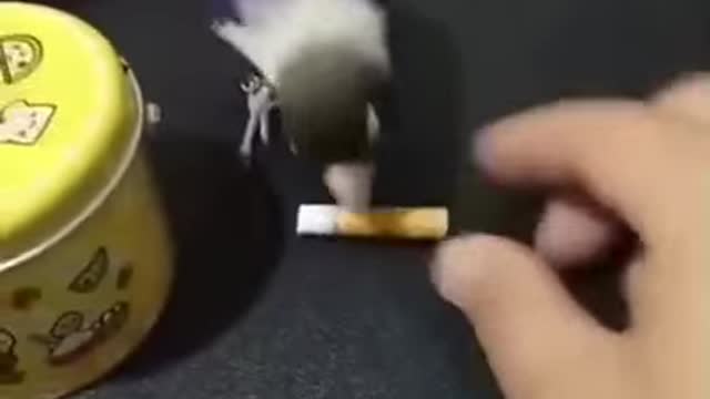 Smart parrot. This is how the working day goes by
