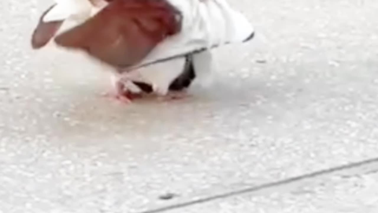 Pigeon Meeting | Pigeon Breeding