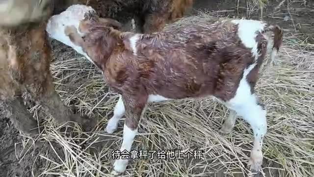 The calf stood up