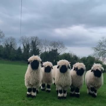 BoPeep Jigsaw loving his weekend scratches