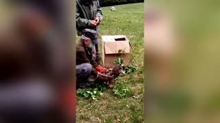 Owl Hit By Car Returns To Habitat After 4-Week Recovery